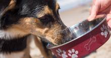 Cooling Accessories Make Road Trips More Enjoyable for Pets, Passengers