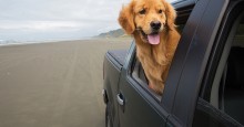 Dog As Copilot: Accessories For Safe, Fun travels