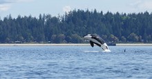 Puget Sound, Washington