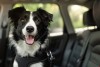 Travel Accessories Improve Life On The Go For Family Pet