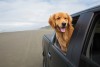 Dog As Copilot: Accessories For Safe, Fun travels