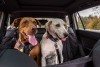 Tips On Seat Covers For Your Canine Travel Buddies